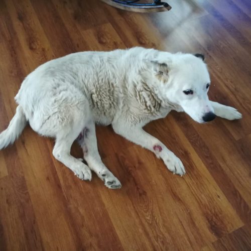 Old Female Mix Breed Dog Rescue Story