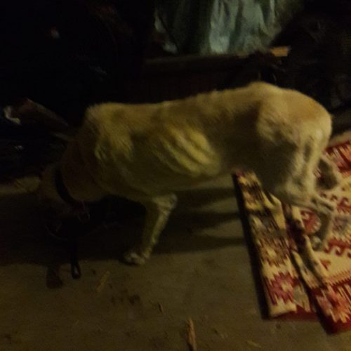 Kangal Breed Old Male Dog – Rescue Story of Pasha