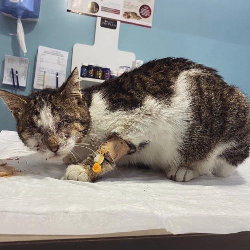 Rescue Story of a Blind Cat Pretty