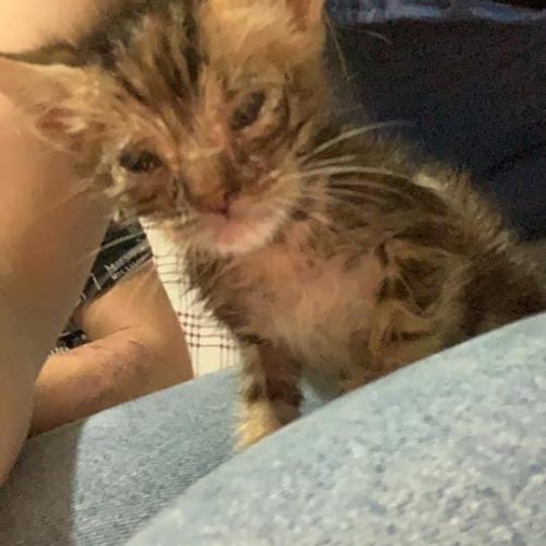 Rescue Story of a Kitten in the Middle of Nowhere Starving