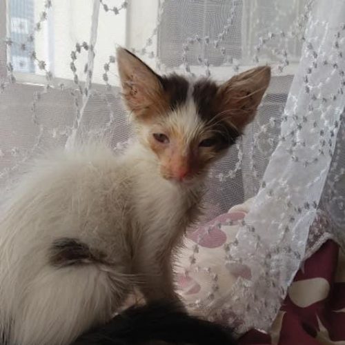 Before and After Pictures of a Kitten Found on the Highway.