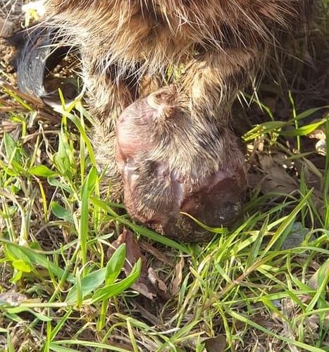 Cat’s Forepaw Tied with a Fishing Rope