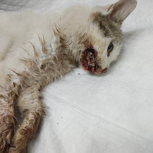 Poor Cat’s Mouth Infected with Feline Stomatitis illness